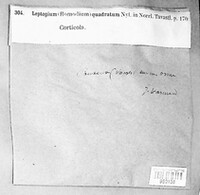Rostania occultata image